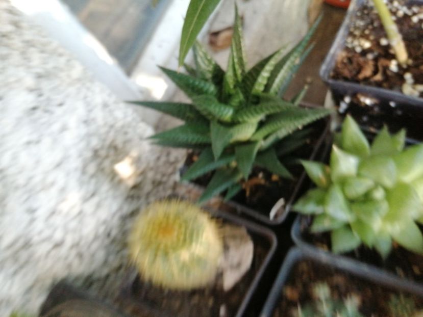  - Agave - cactuși - suculente