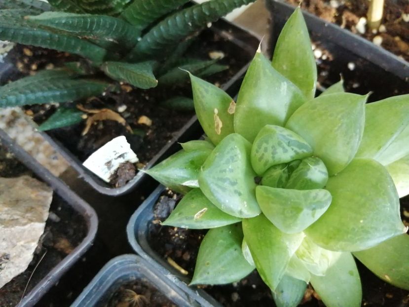  - Agave - cactuși - suculente