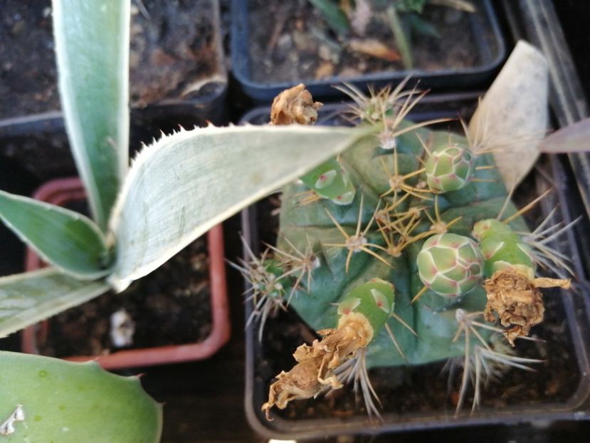  - Agave - cactuși - suculente