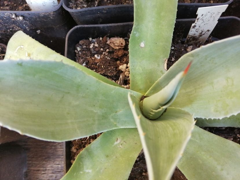  - Agave - cactuși - suculente