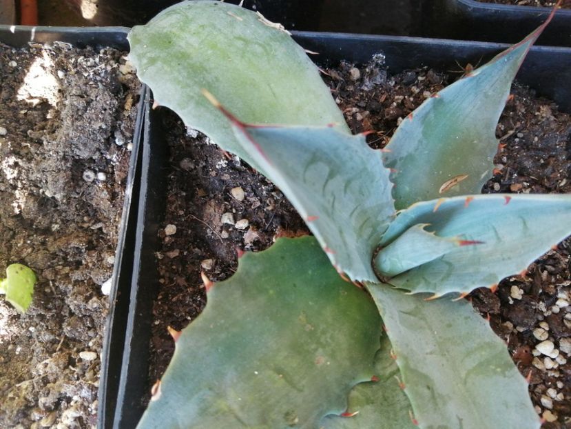 - Agave - cactuși - suculente