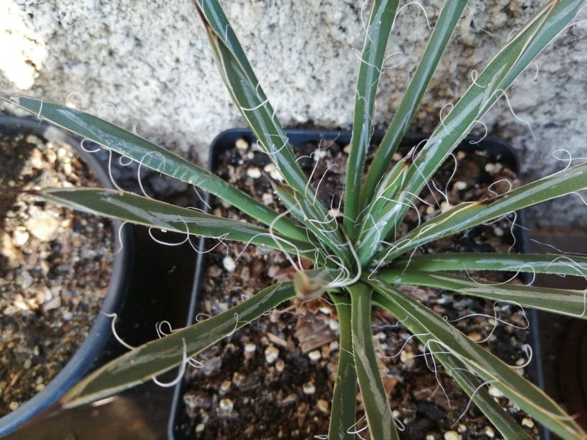  - Agave - cactuși - suculente