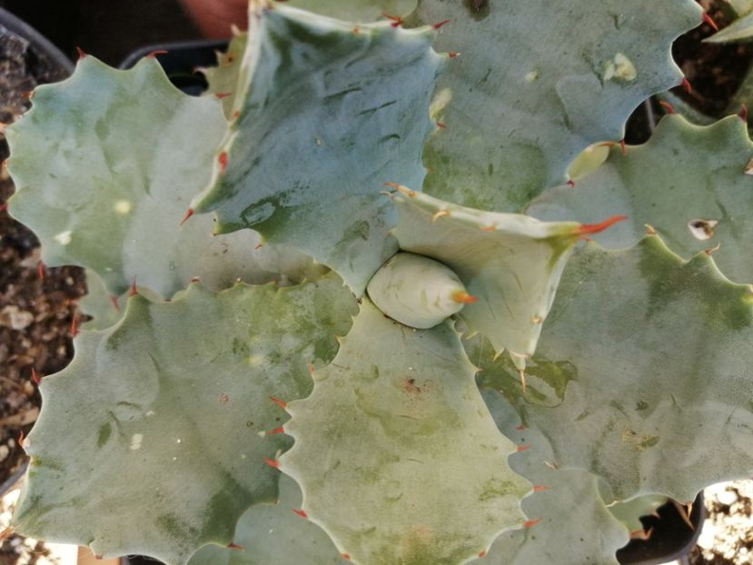  - Agave - cactuși - suculente