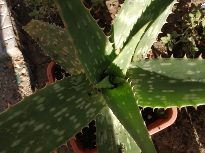  - Agave - cactuși - suculente