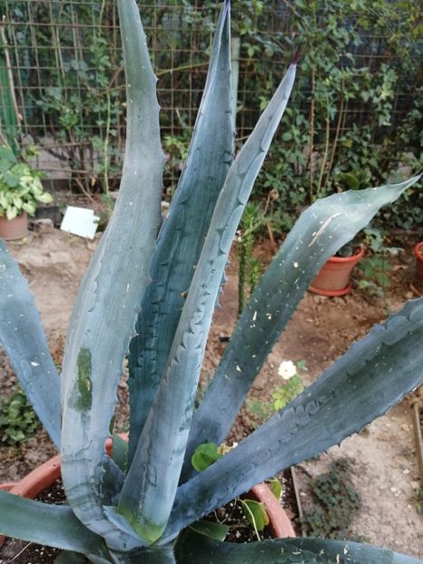  - Agave - cactuși - suculente