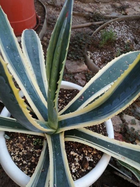  - Agave - cactuși - suculente