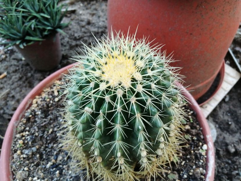  - Agave - cactuși - suculente