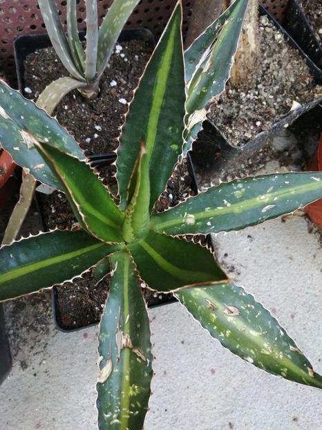  - Agave - cactuși - suculente