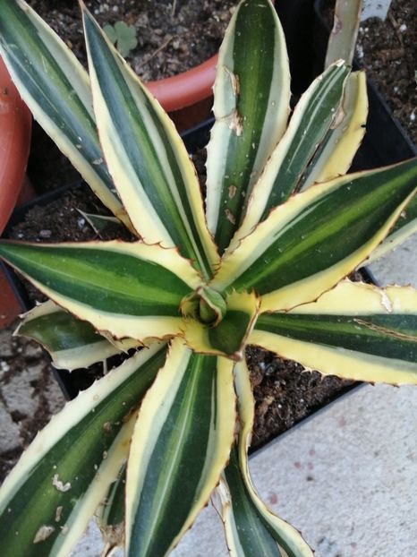  - Agave - cactuși - suculente