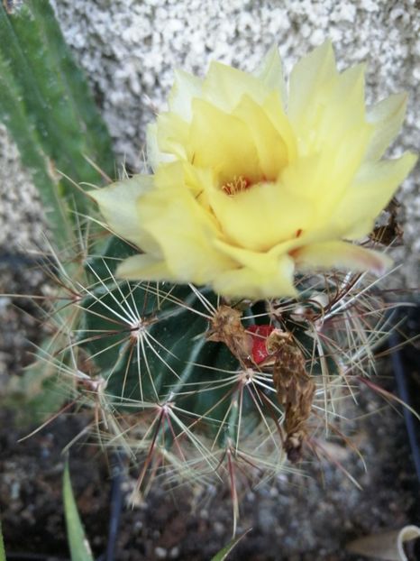 - Agave - cactuși - suculente