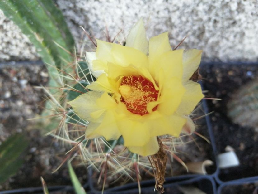  - Agave - cactuși - suculente