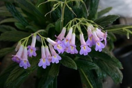 Chirita Lineariafolia - 0000 Chirite - Primuline