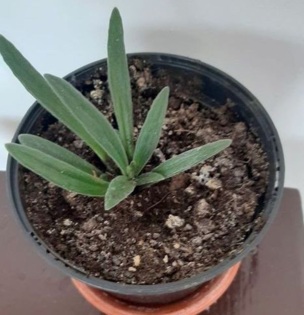 Chirita Lineariafolia - 0000 Chirite - Primuline