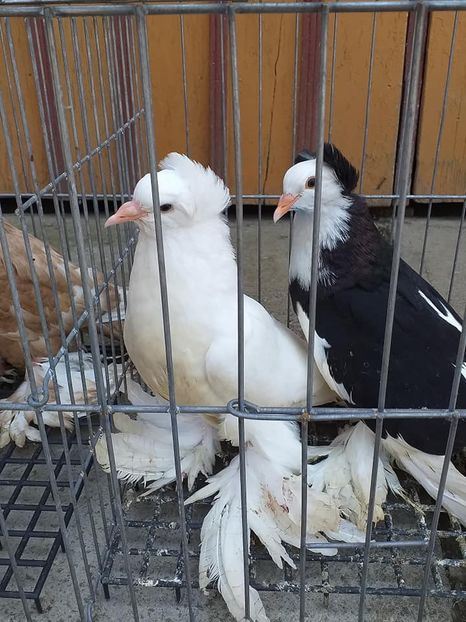 vânduți Neluțu T(SB) - Porumbei VÂNDUȚI