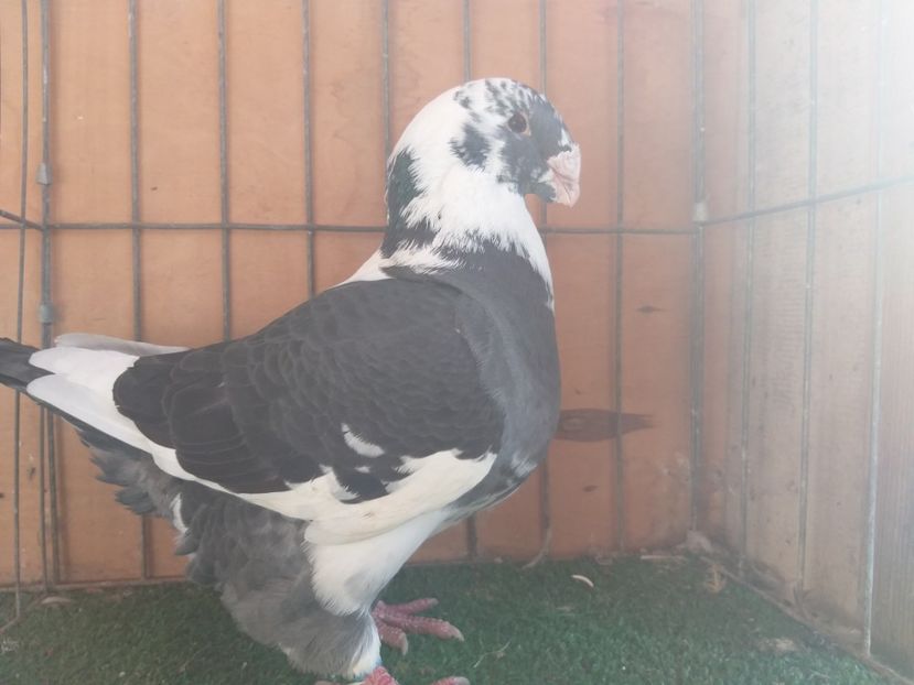 M2018Vandut - De Vanzare din toamna 2020