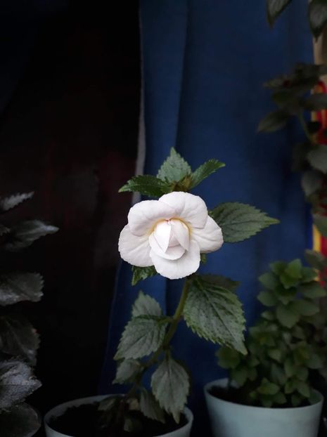 2020 - 0001 2022 - Guadalupe