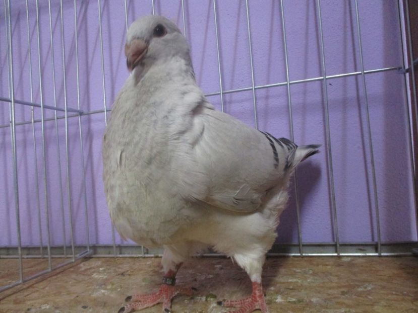 03068-20 - Tineret 2020