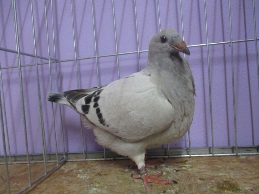 02800-20 - Tineret 2020