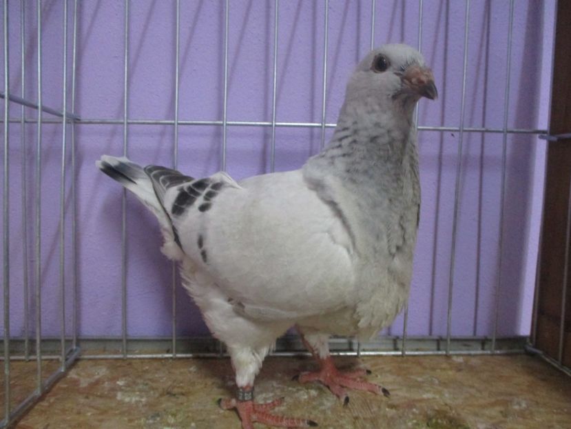 2900-20 - Tineret 2020