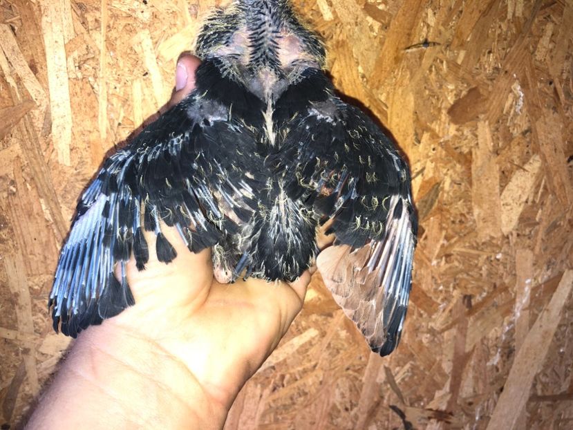  - culoare deosebită 2