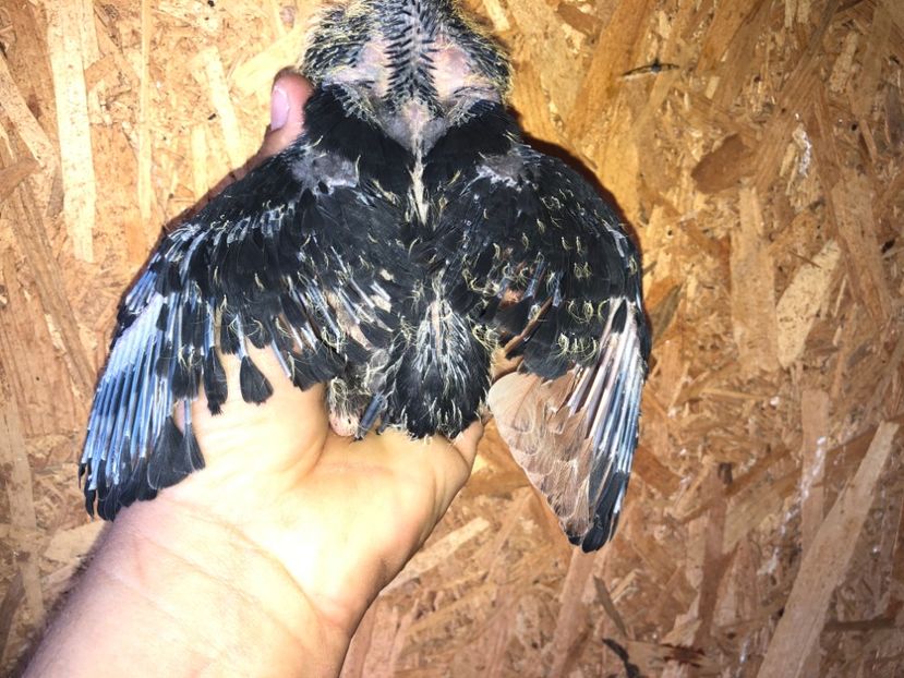  - culoare deosebită 2