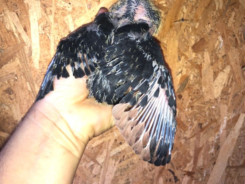  - culoare deosebită 2