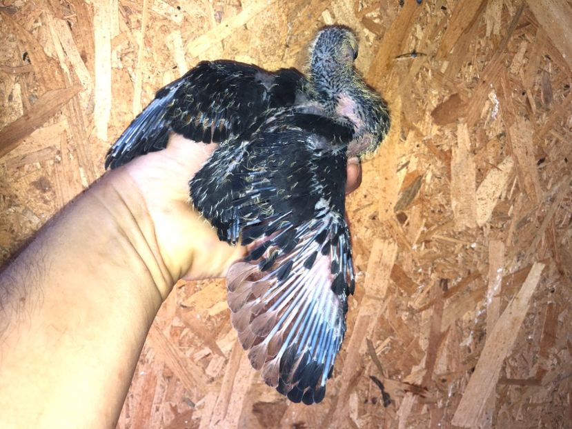  - culoare deosebită 2