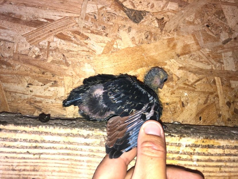  - culoare deosebită 2