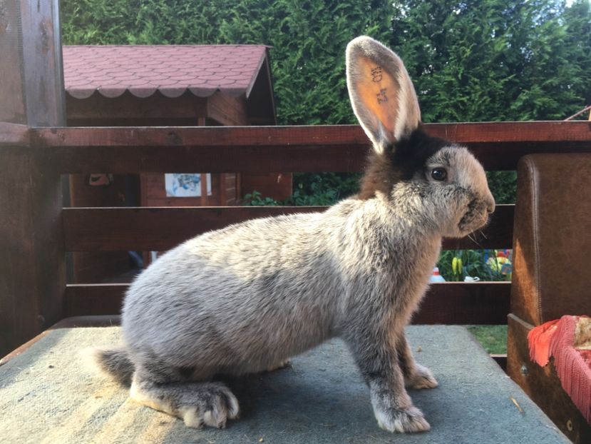 02D8B29F-CD61-4D82-BE2B-69BA4748064A - New generation 2020