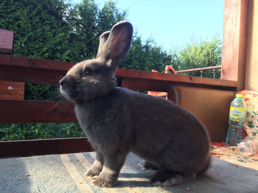 0B9F85CE-1841-4C29-BDFF-4AE75D9AB3E7 - New generation 2020