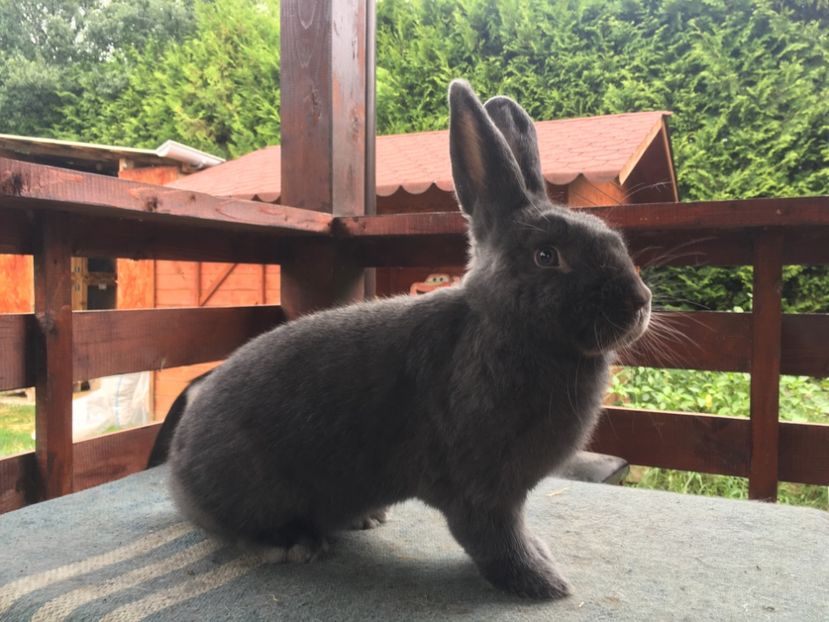 CB155C50-EEE3-4E89-9DBB-34103E9F4392 - New generation 2020