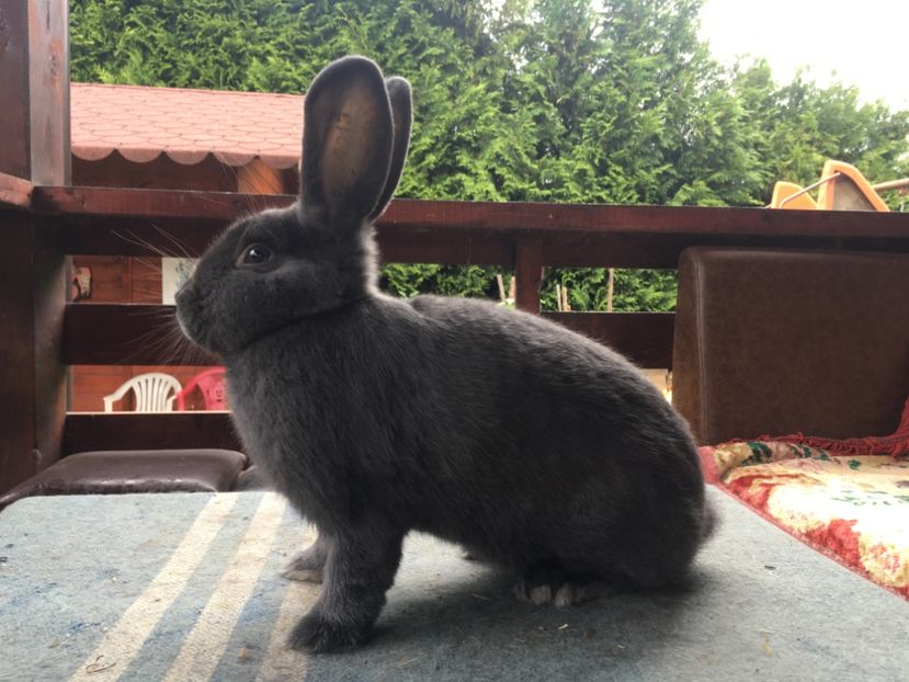 FB4AEBFE-C4AA-4C80-A8AE-07DD413947BB - New generation 2020