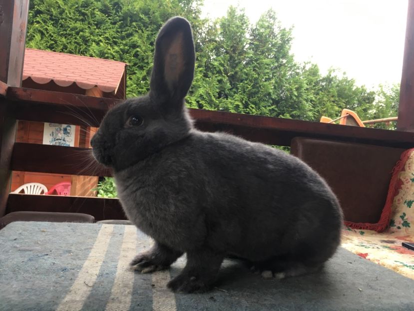 4F5CB27F-19EE-4E45-9CE2-4727455B2125 - New generation 2020