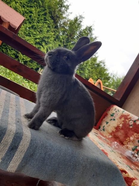 D89C7F17-7E7B-4F33-A5A4-AAFBB93C3634 - New generation 2020