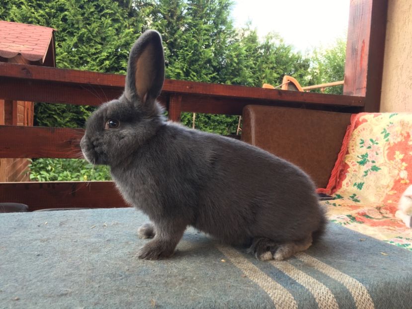 AE6822DC-B779-4600-8CE5-7C87A64B6624 - New generation 2020