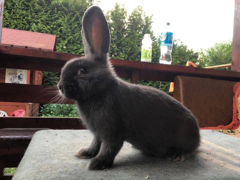 9A66214B-B460-4553-9A6D-EE10EAB98E0A - New generation 2020