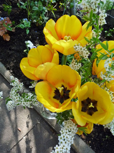 2020 - 01 - Floristica