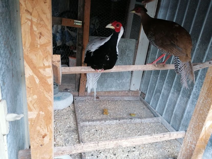 Pereche fazan Argintiu - Pereche Fazan Argintiu