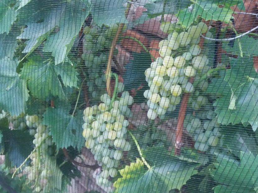 August2020 - Fructe 2019 august acasa