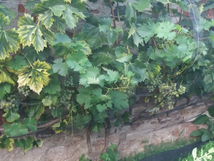  - Fructe 2019 august acasa