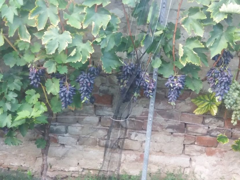  - Fructe 2019 august acasa