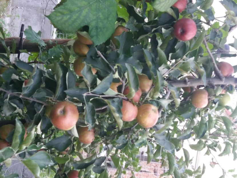 Ionagold 2020 - Fructe 2019 august acasa