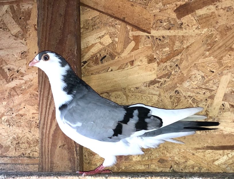 8641  femelă  2020_1 - tineret 2020