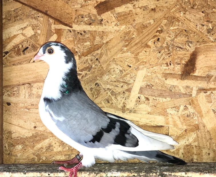 8641  femelă  2020_3 - tineret 2020