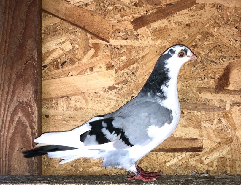 8641  femelă  2020_2 - tineret 2020