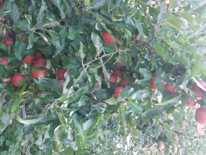 Gala 2020 - Fructe 2019 august acasa