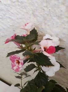  - 1 2020 - Rozi Roza