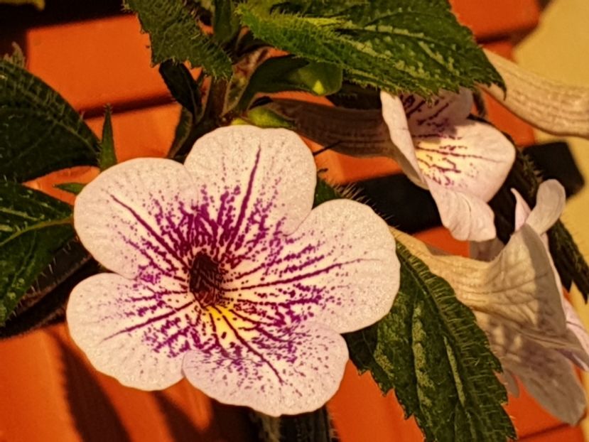 Ambroise Verschaffelt - Achimenes 2020