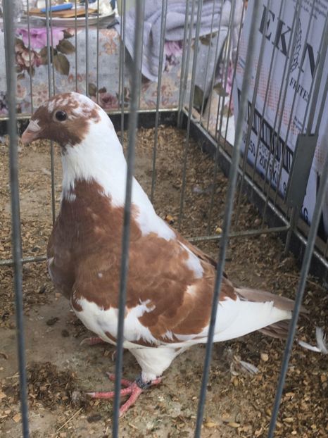 F2020 - Porumbei vanduti 2017-2025