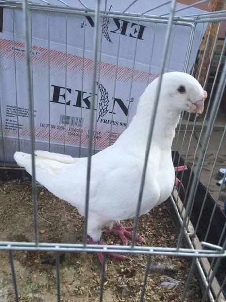 M2018 - Porumbei vanduti 2017-2025